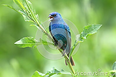 Indigo Bunting (Passerina cyanea) Stock Photo