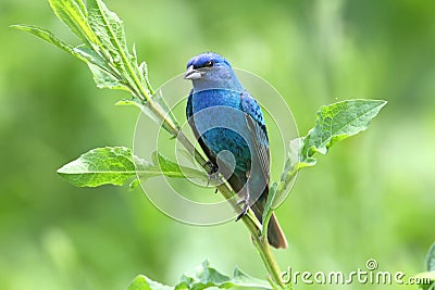 Indigo Bunting (Passerina cyanea) Stock Photo