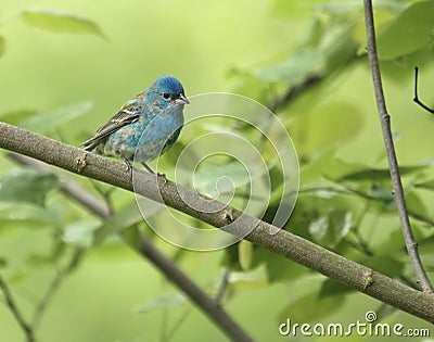 Indigo Bunting (Passerina cyanea) Stock Photo