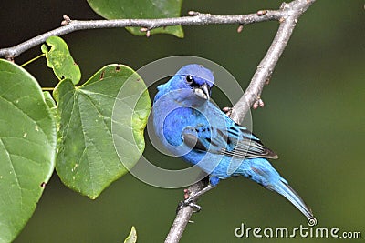 Indigo Bunting perching Stock Photo