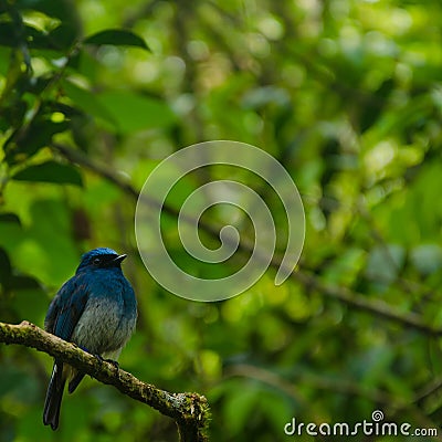 Indigo Flycatcher- Kinabalu Nationa Park, Malaysia, Borneo Stock Photo