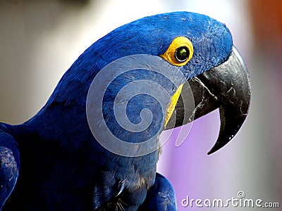 Indigo Macaw 1 Stock Photo