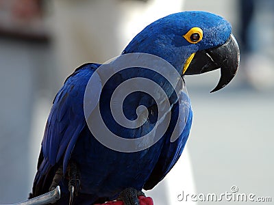 Indigo Macaw 4 Stock Photo