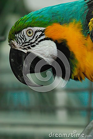 Indigo Macaw (Anodorhynchus leari) Stock Photo