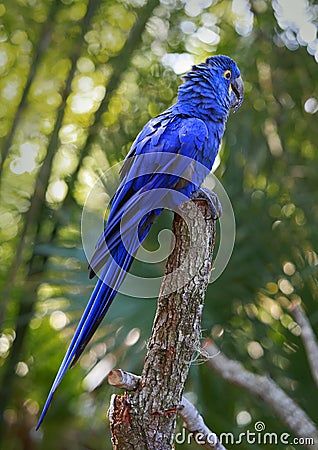 Indigo macaw at the top of a trunk Stock Photo