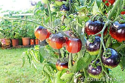 Indigo rose black tomato on tomato plant Stock Photo
