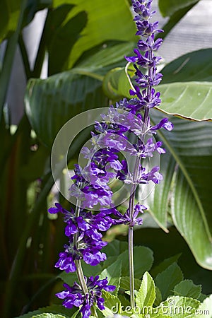 Indigo Spires Salvia 846333 Stock Photo