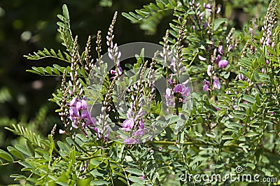 Indigofera australis or Australian Indigo bush with mauve flowers Stock Photo