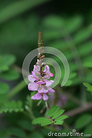 Indigofera pseudotinctoria Stock Photo