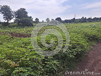 Indian agricilture nice photo. Stock Photo