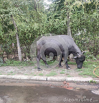 Indina buffaloes fun with roadside Stock Photo