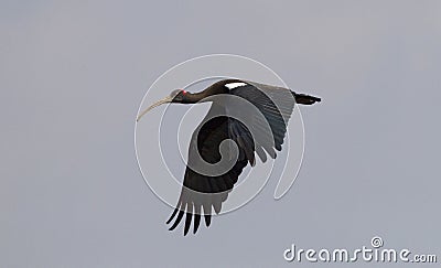 Indische Zwarte Ibis, Red-naped Ibis, Pseudibis papillosa Stock Photo