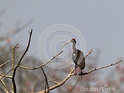 Indische Zwarte Ibis, Red-naped Ibis, Pseudibis papillosa Stock Photo