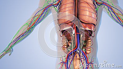 An individual's body's internal organs Stock Photo