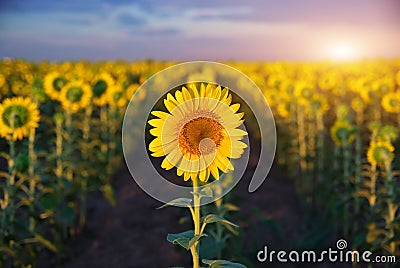 Individual sunflower. Stock Photo
