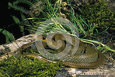 Indo Chinese Rat Snake, ptyas korros Stock Photo