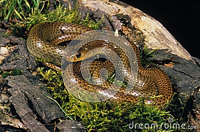 Indo Chinese Rat Snake, ptyas korros, Adult Stock Photo