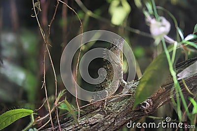 Indo-chinese spiny lizard Stock Photo