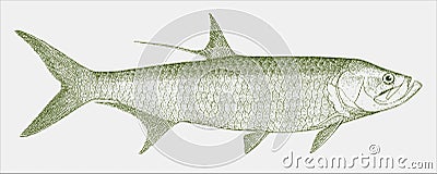 Indo-pacific tarpon, a marine fish in side view Vector Illustration