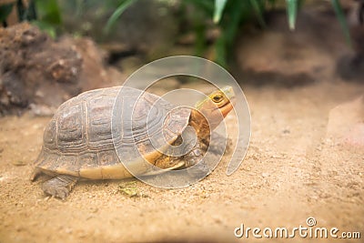 Indochinese box turtle Stock Photo