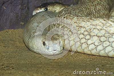 The Indochinese cobra snake close up head in the garden at thailand Stock Photo