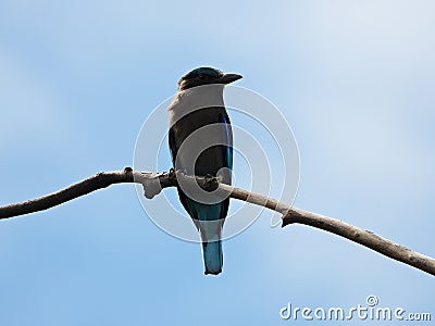 Indochinese roller, Perches on the tree canopy in search of food Stock Photo