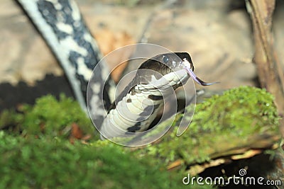 Indochinese spitting cobra Stock Photo