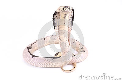 Indochinese spitting cobra ,Naja siamensis Stock Photo