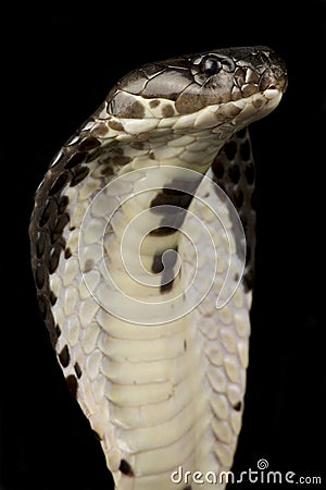 Indochinese spitting cobra Naja siamensis Stock Photo