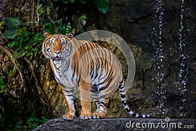 Indochinese tiger Stock Photo