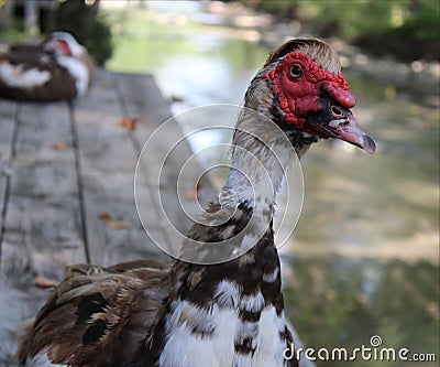 Indoda, musk duck, duck mute is a large breed of ducks, which in nature is spread throughout South America and Mexico. Stock Photo