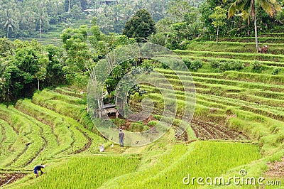 Indonesia, Bali, Rice terraces Editorial Stock Photo
