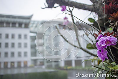 Purple Orchid Anggrek Bulan Stock Photo