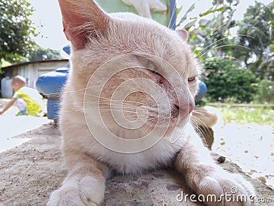 Indonesia, February 21, 2023 : this is a shaggy white cat resting. Stock Photo