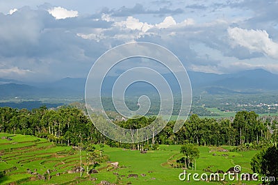 Indonesia, Sulawesi, Tana Toraja, Rice terraces Stock Photo