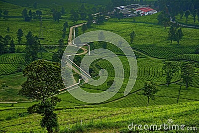 Indonesia Wayang windu tea plantation Stock Photo