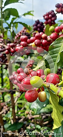 Indonesian coffee bean Stock Photo