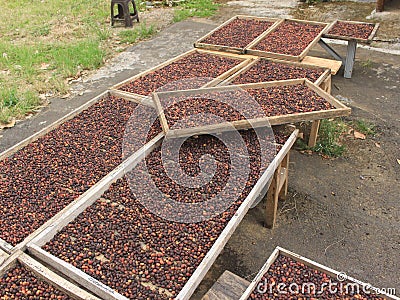 Indonesian coffee drying process Stock Photo