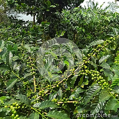 indonesian coffee plant Stock Photo