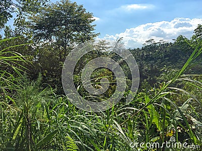 An Indonesian coffee plantation with a view of part of the plantation. Stock Photo