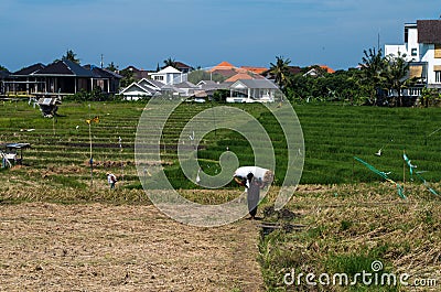 Indonesian farmer carrying a sack of rice Editorial Stock Photo