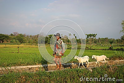 Indonesian farmer is herding goats in the fields in the afternoon Editorial Stock Photo