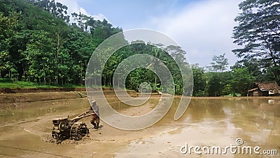 Indonesian farmer in the rice field. Photography Editorial Stock Photo