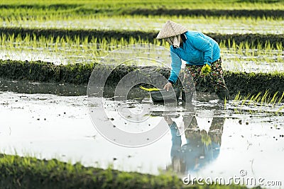 Indonesian farmer woman working in a rice terrace. Editorial Stock Photo