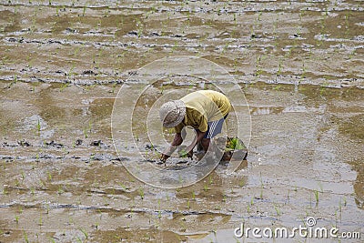 Indonesian farmer working hard on rice field in Bali, Indonesia Editorial Stock Photo