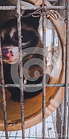 Indonesian fruit civet play on their cage Stock Photo