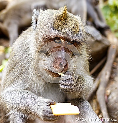 Indonesian macaques. Forest dweller. Sacred forest. Bali Monkeys. Macaca fascicularis Stock Photo