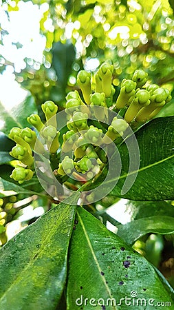 Indonesian original spice cloves Stock Photo