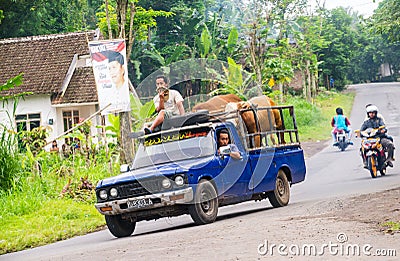 Indonesian people bring their cow with pickup truck Editorial Stock Photo