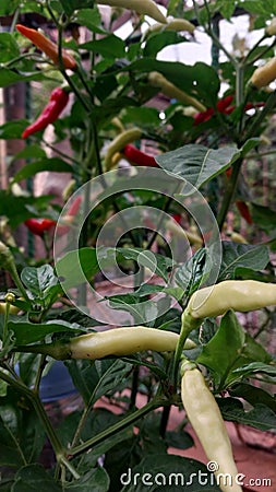 Indonesian Rawit Chilli which almost ripe Stock Photo